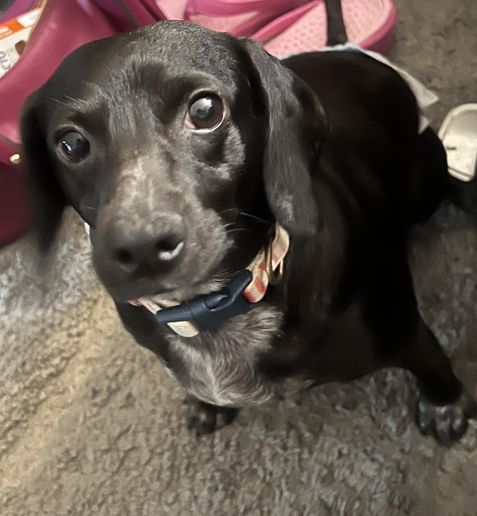 Lucy - Mini Dachshund mix, adoptable, Adult Female Dachshund.