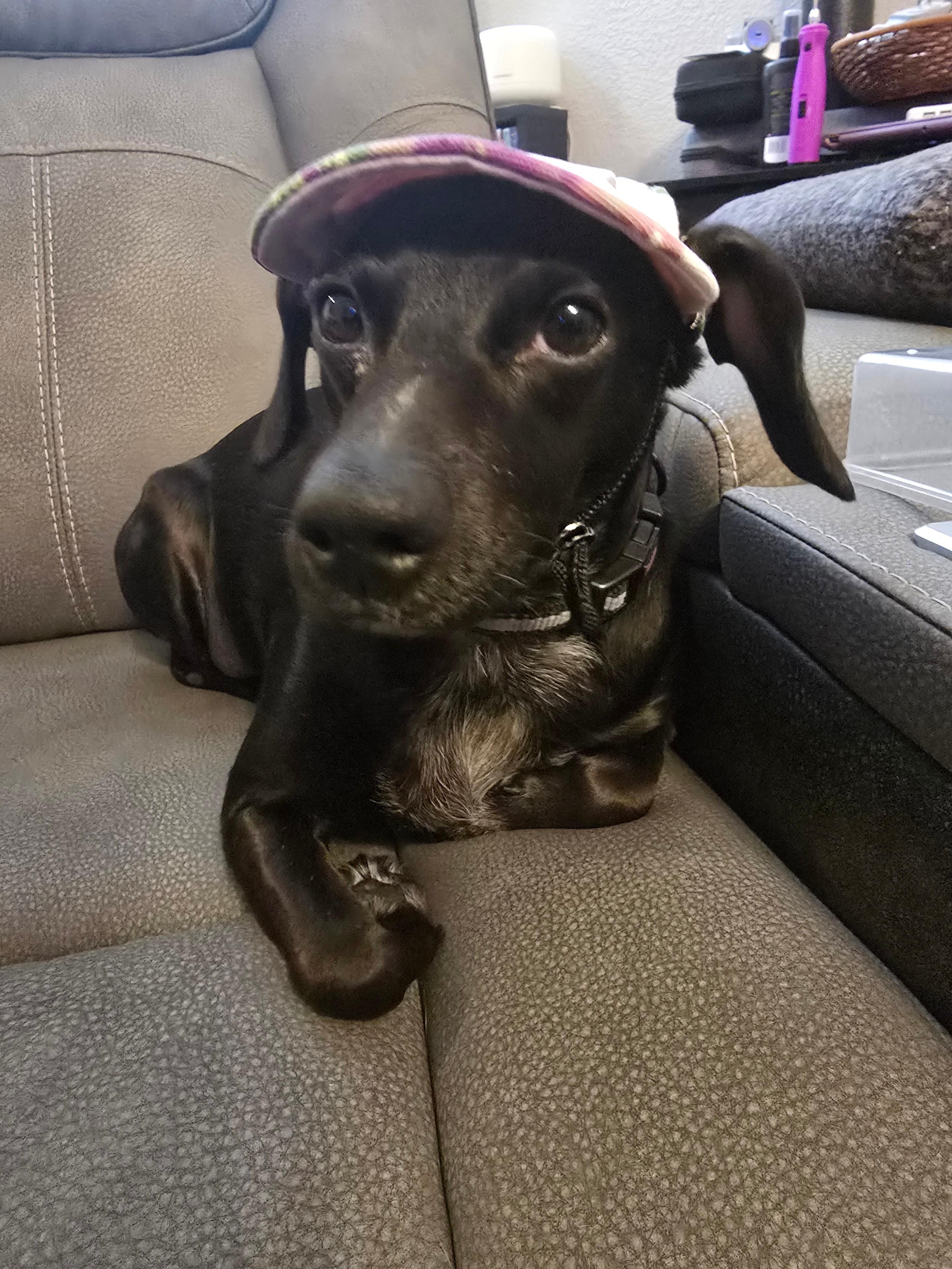 Lucy, adoptable, Adult Female Dachshund.