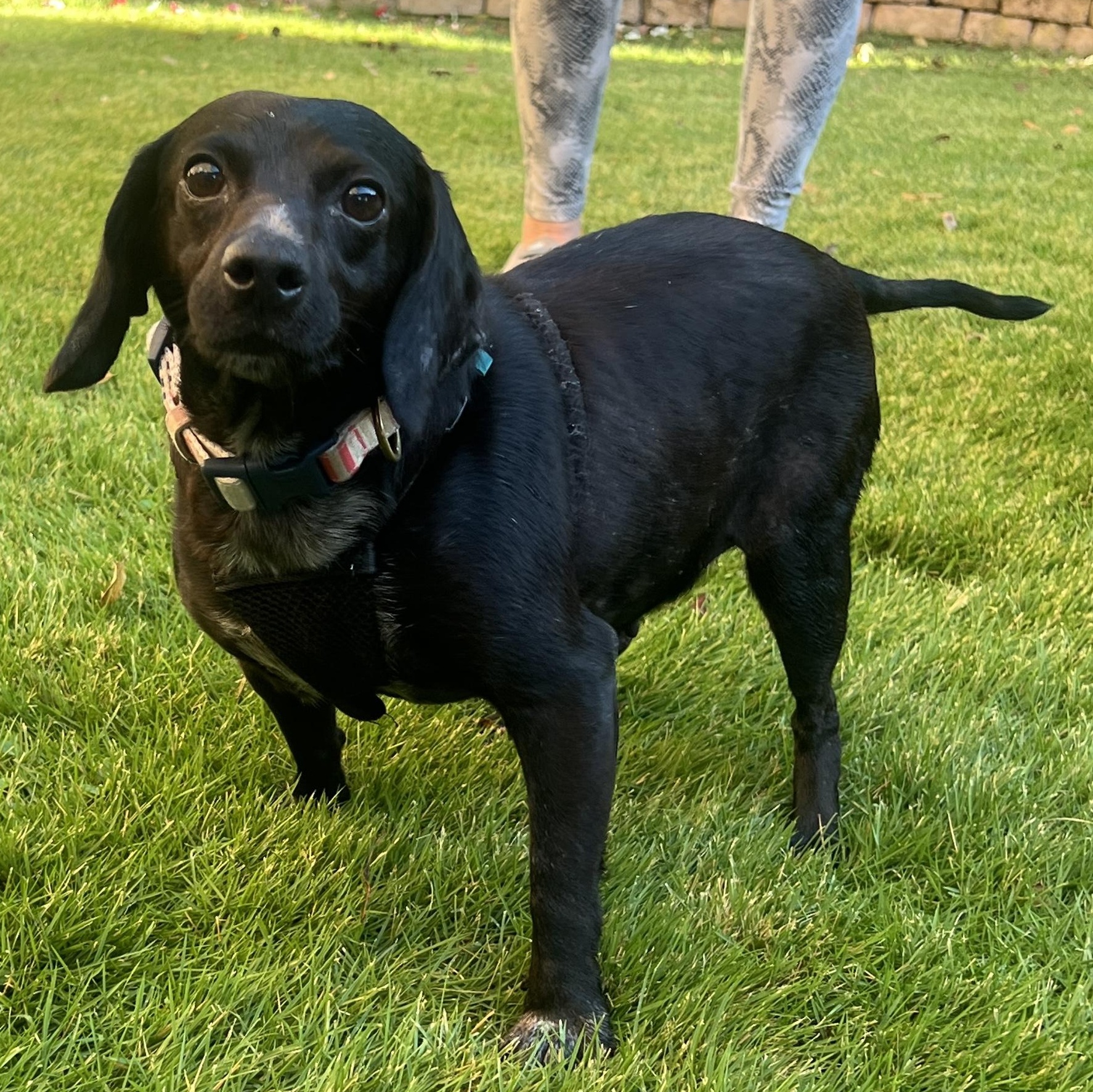 Lucy - Mini Dachshund  mix, adoptable, Adult Female Dachshund.