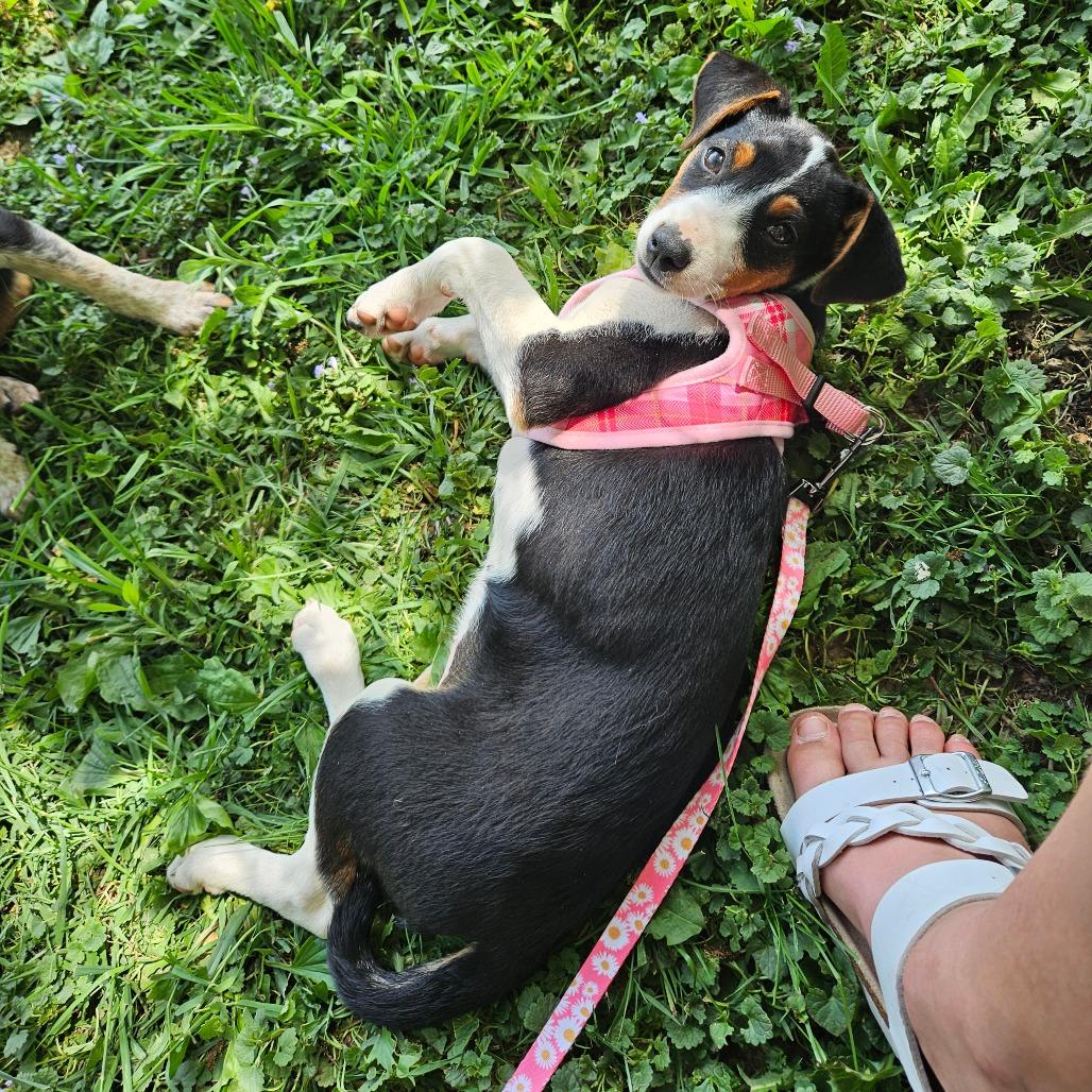 Delilah, Adoptable, Puppy Female Australian Cattle Dog / Blue Heeler & Beagle.