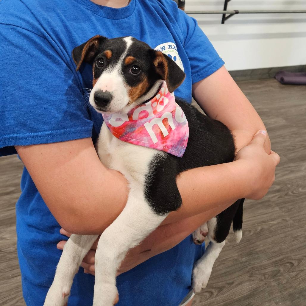 Enlarge Delilah, a Adoptable mixed breed in Tomah, WI image 2/5