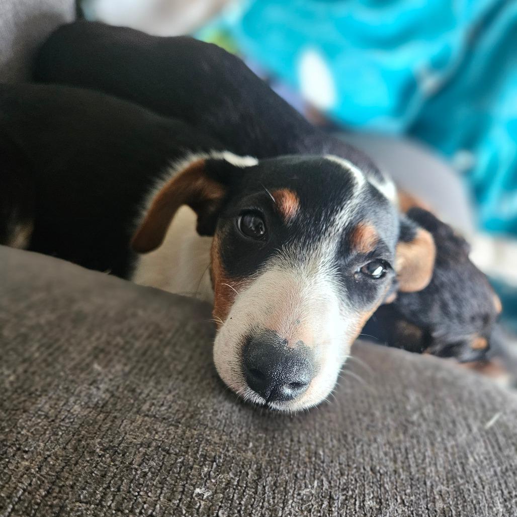 Enlarge Delilah, a Adoptable mixed breed in Tomah, WI image 4/5