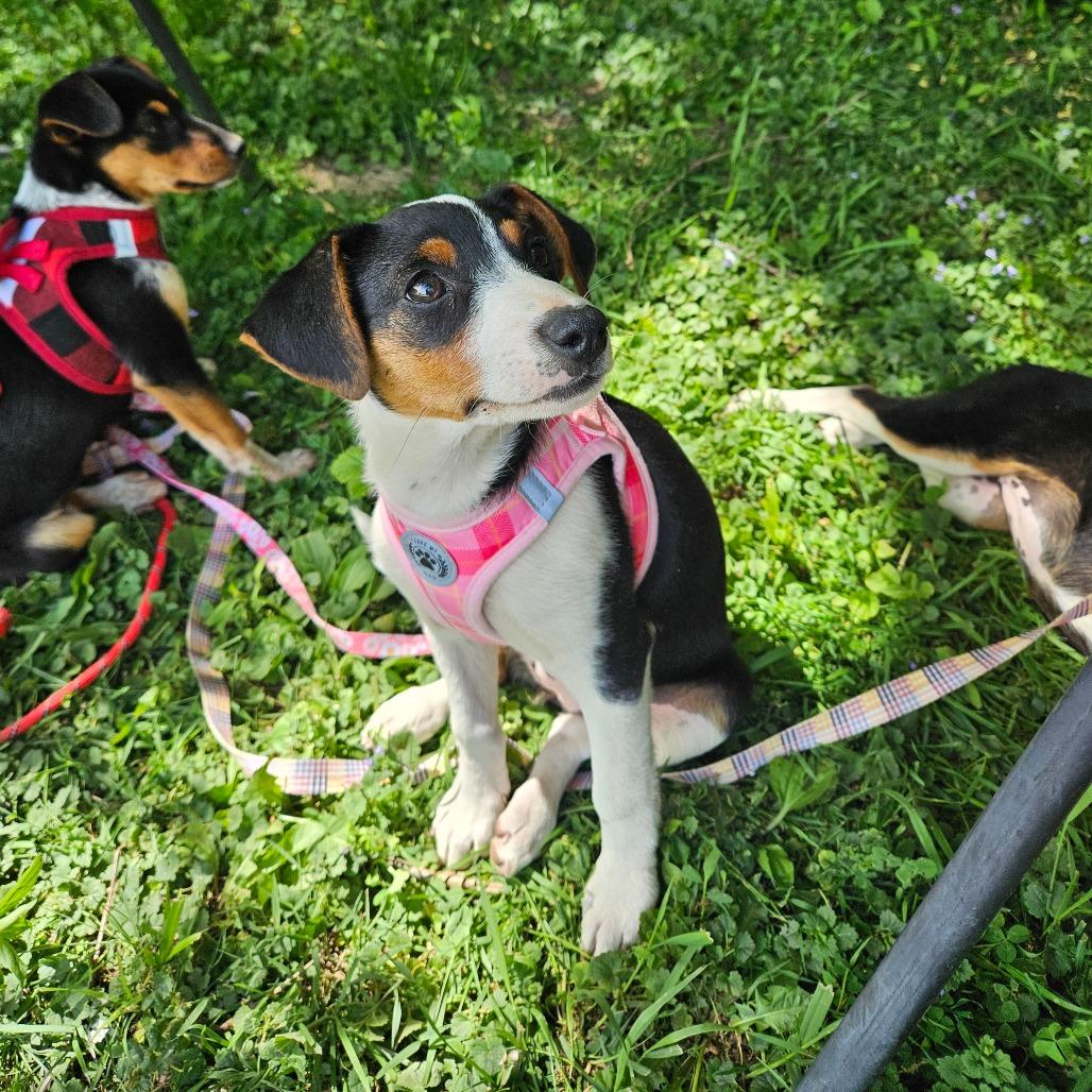 Enlarge Delilah, a Adoptable mixed breed in Tomah, WI image 5/5