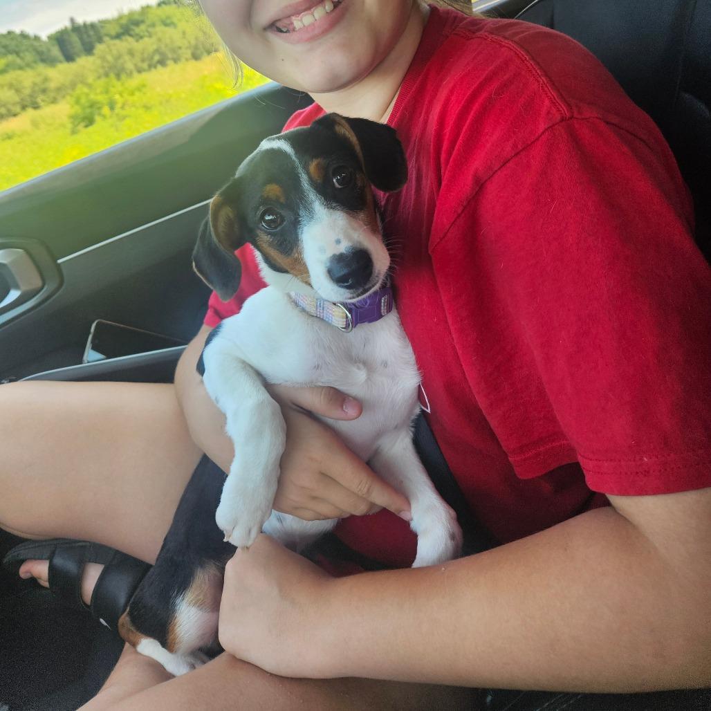 Delilah, a Adoptable mixed breed in Tomah, WI image 6/6