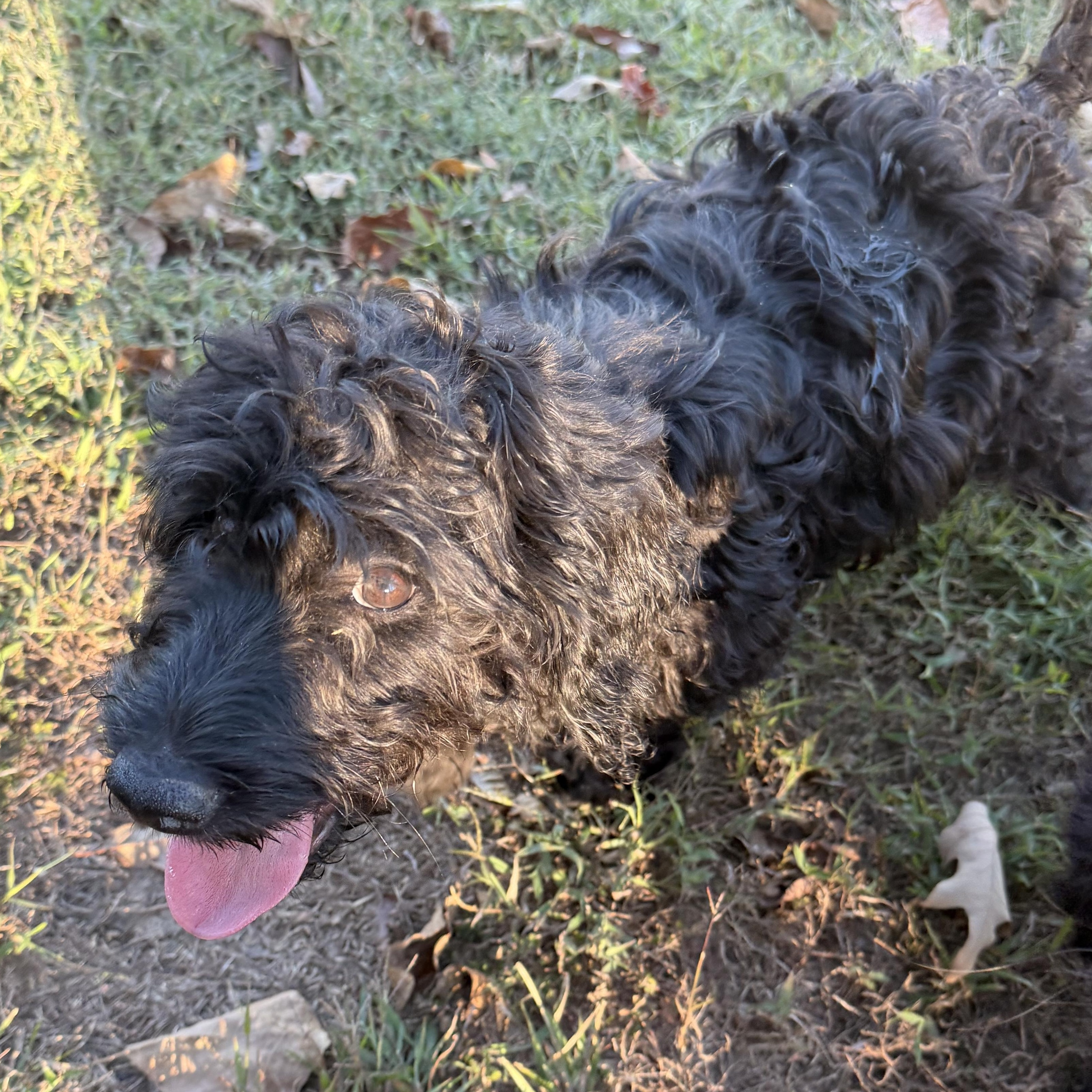 Enlarge Ziggy, a Adoptable mixed breed in Hartford, CT image 6/6