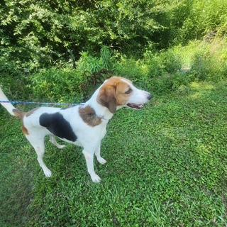 Crosby, Young Male Foxhound
