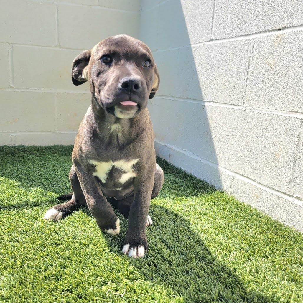 Enlarge Hazel, an adopted mixed breed in Cumberland, RI image 2/2