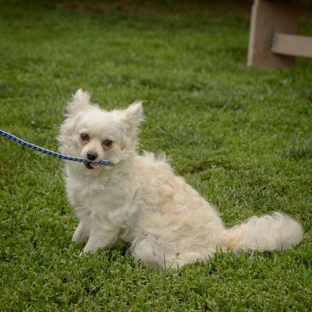 Caridad-5-30-26, adopted, Young Female Pomeranian & Chihuahua.