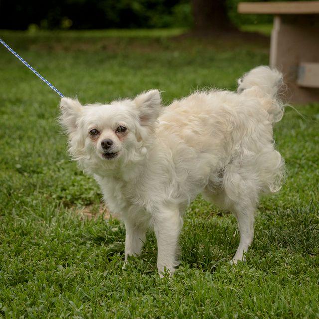 Caridad-5-30-26, an adopted mixed breed in Lambertville, NJ image 2/3
