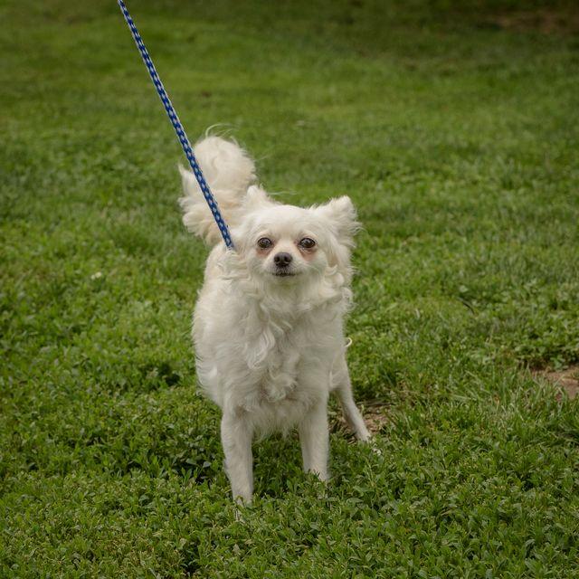 Caridad-5-30-26, an adopted mixed breed in Lambertville, NJ image 3/3