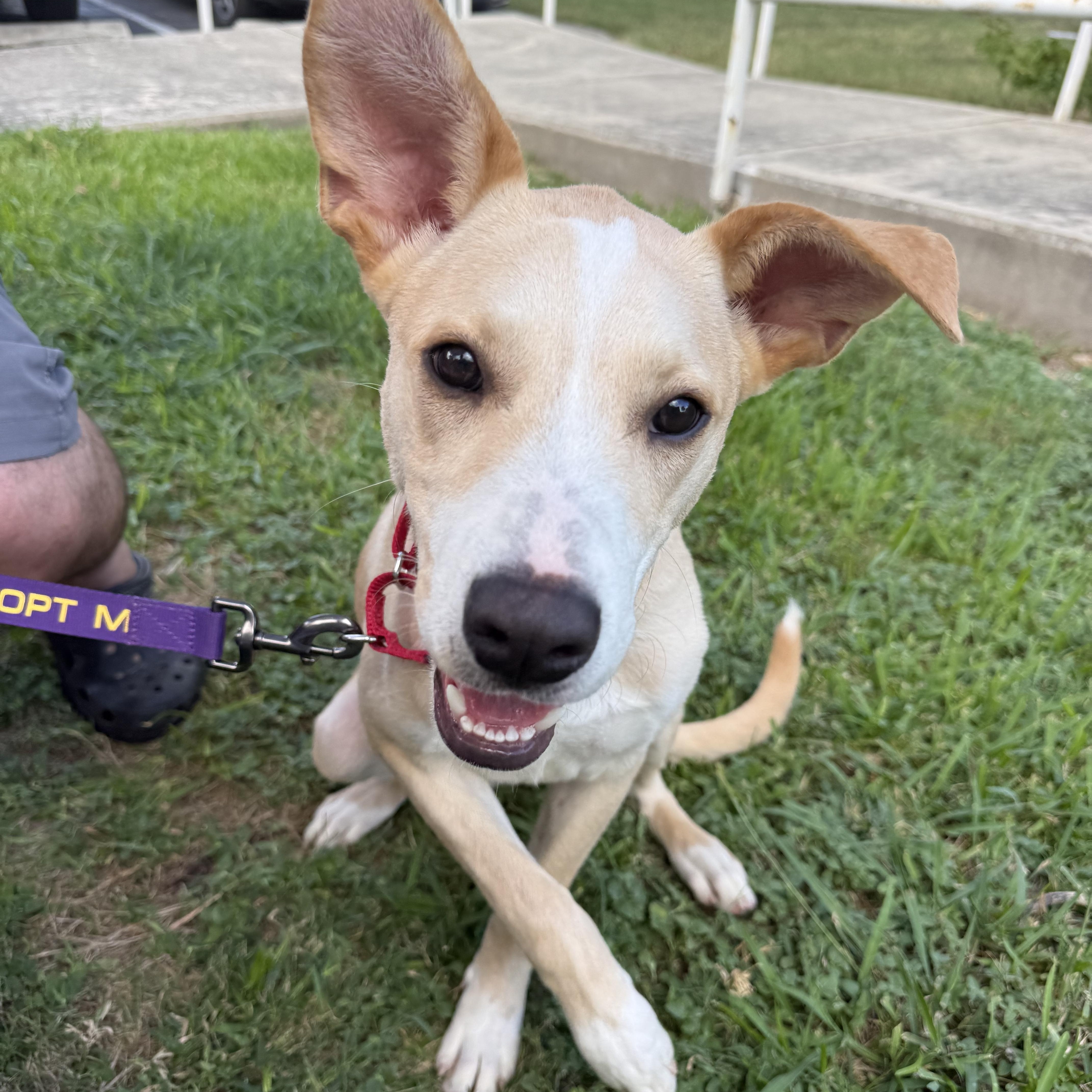 Enlarge Vanilla, a Adoptable mixed breed in Cincinnati, OH image 2/4