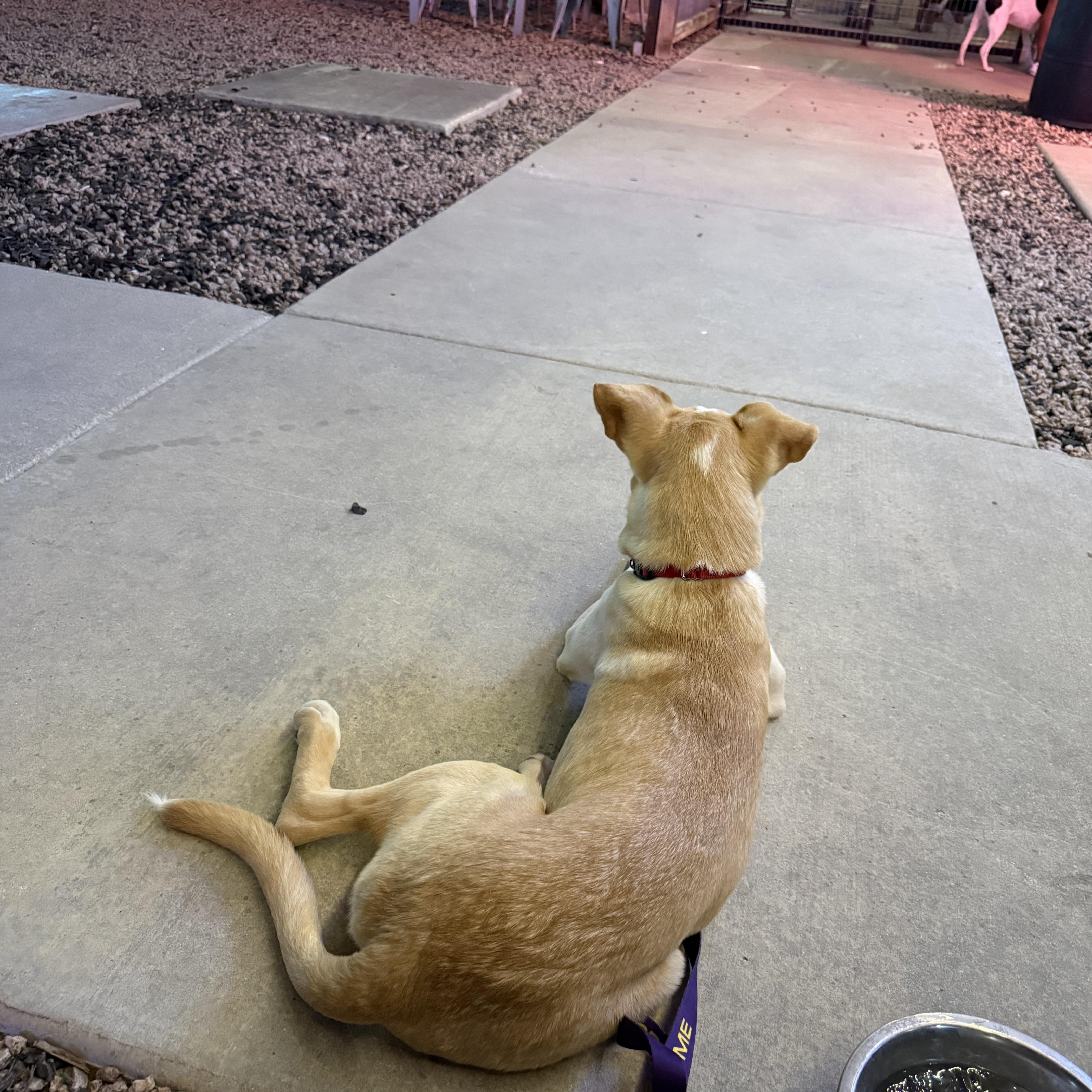 Enlarge Vanilla, a Adoptable mixed breed in Cincinnati, OH image 3/4
