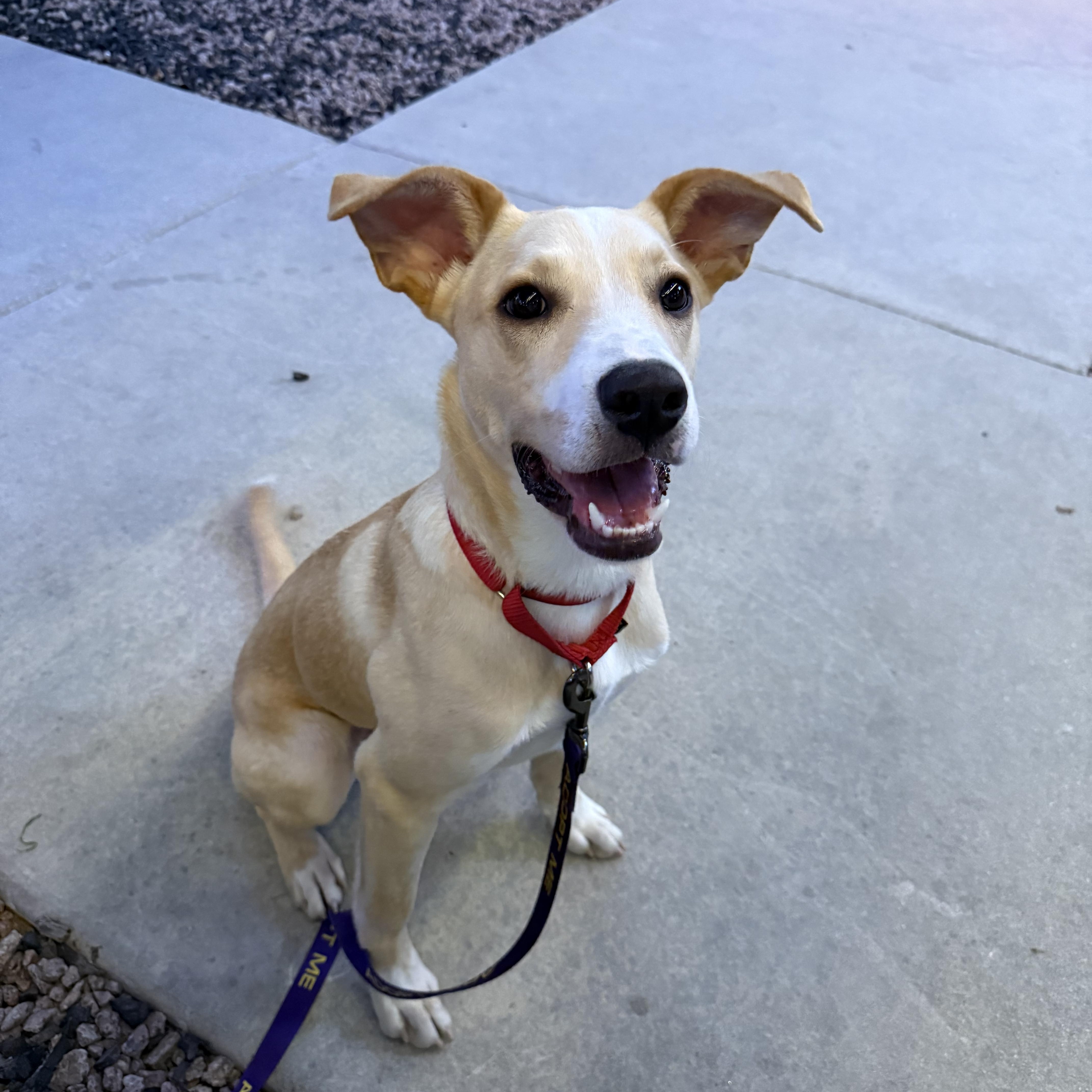 Vanilla, Adoptable, Young Male Labrador Retriever & Border Collie.