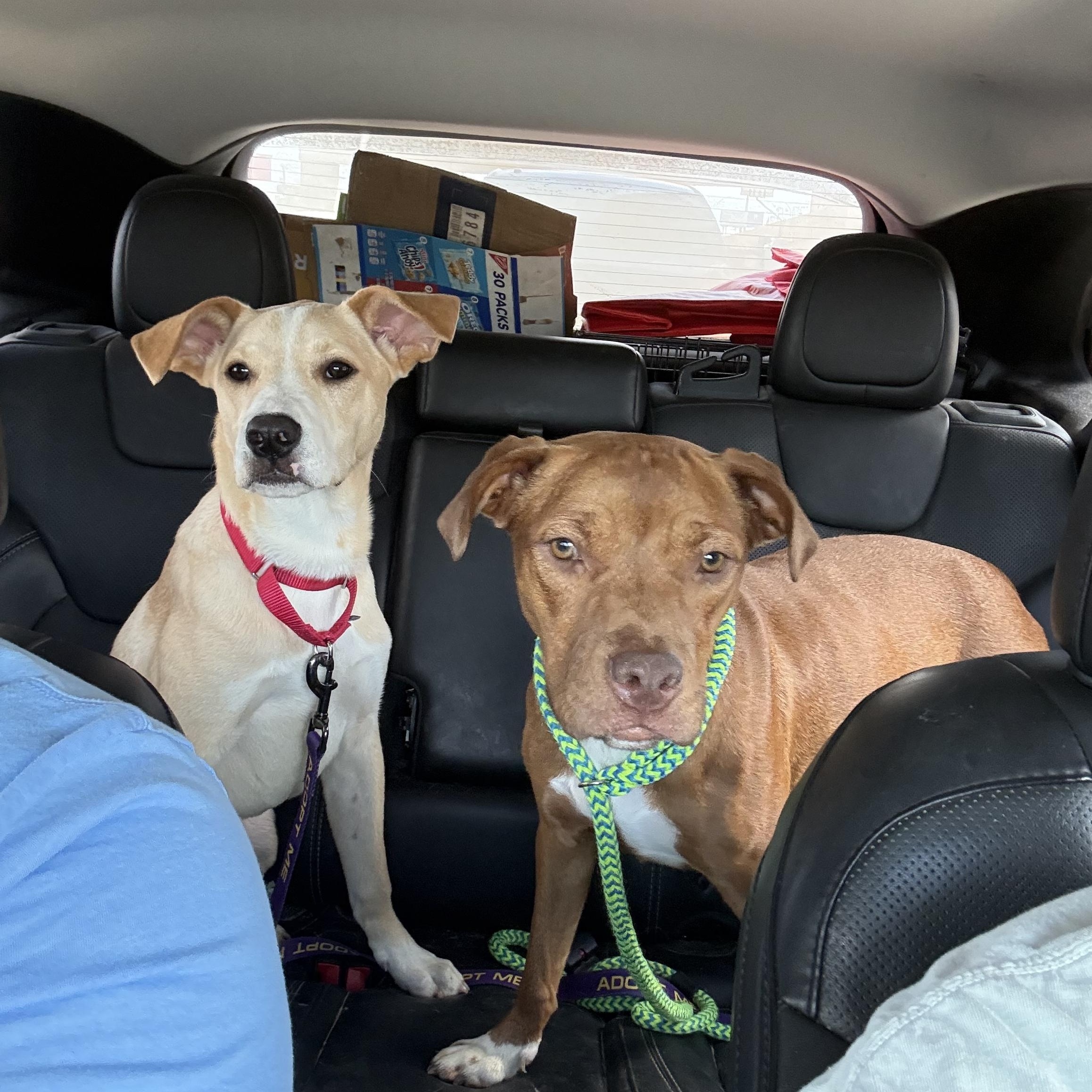 Enlarge Vanilla, a Adoptable mixed breed in Cincinnati, OH image 4/4