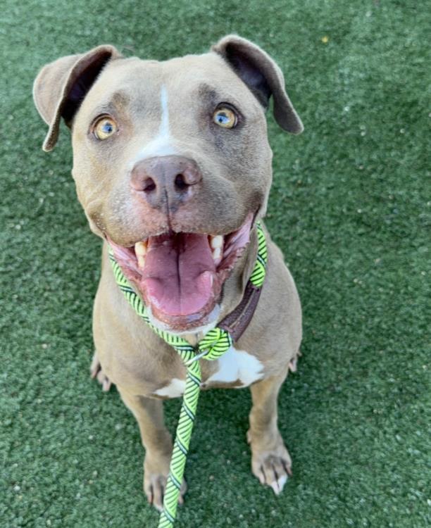 GRACEY, Adoptable, Adult Female American Staffordshire Terrier.