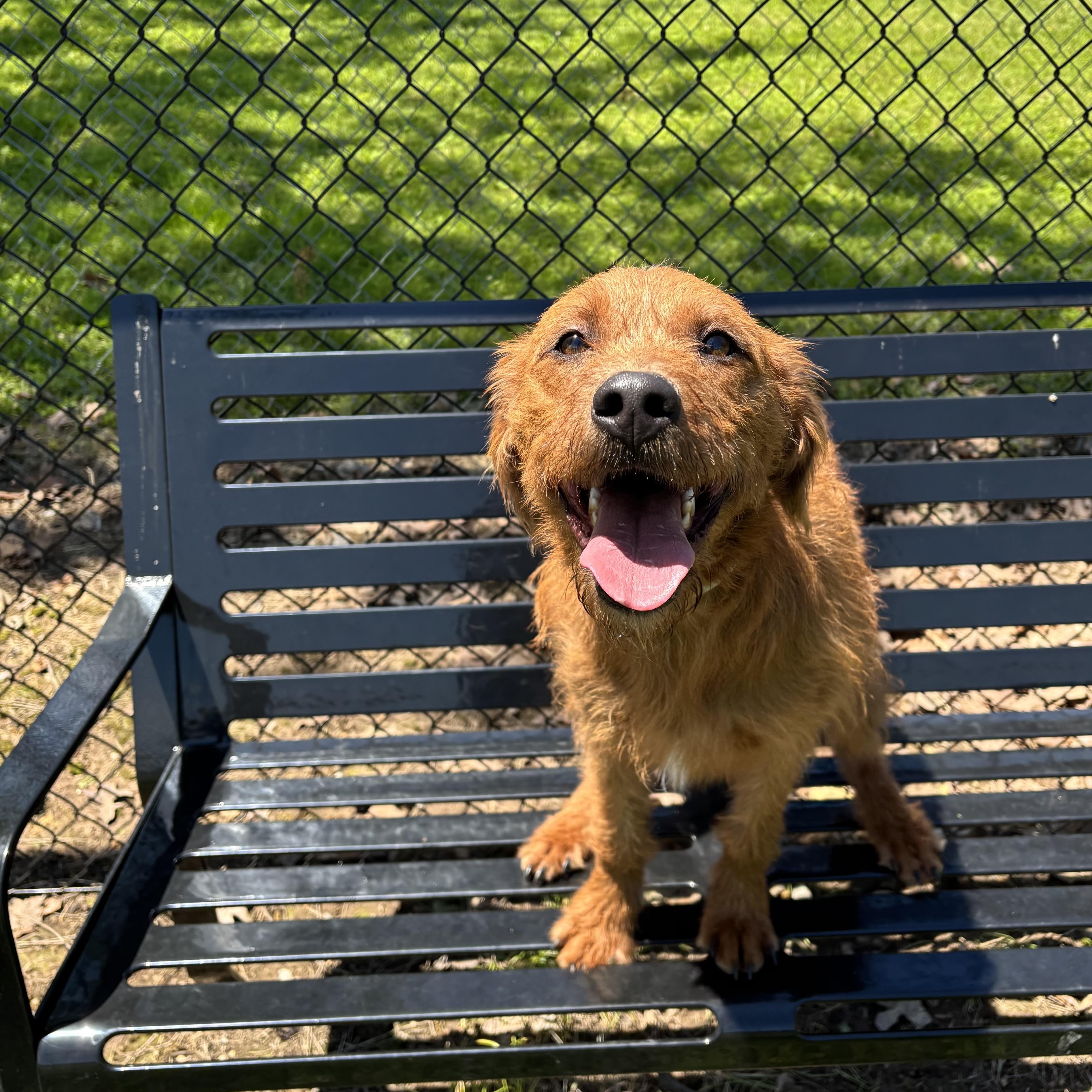 Enlarge Oliver, an adopted Terrier in Lowell, AR image 6/6
