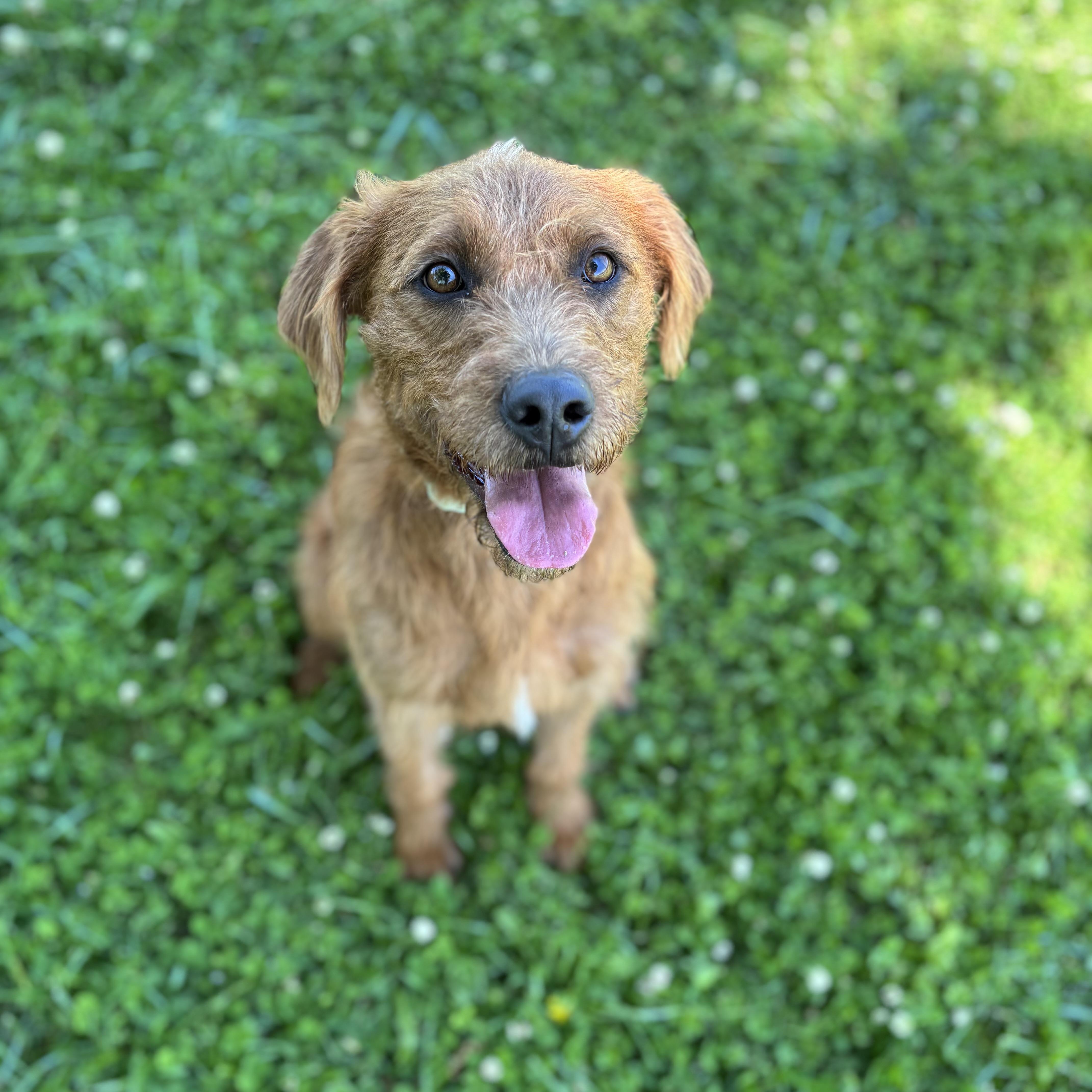Enlarge Oliver, an adopted Terrier in Lowell, AR image 5/6