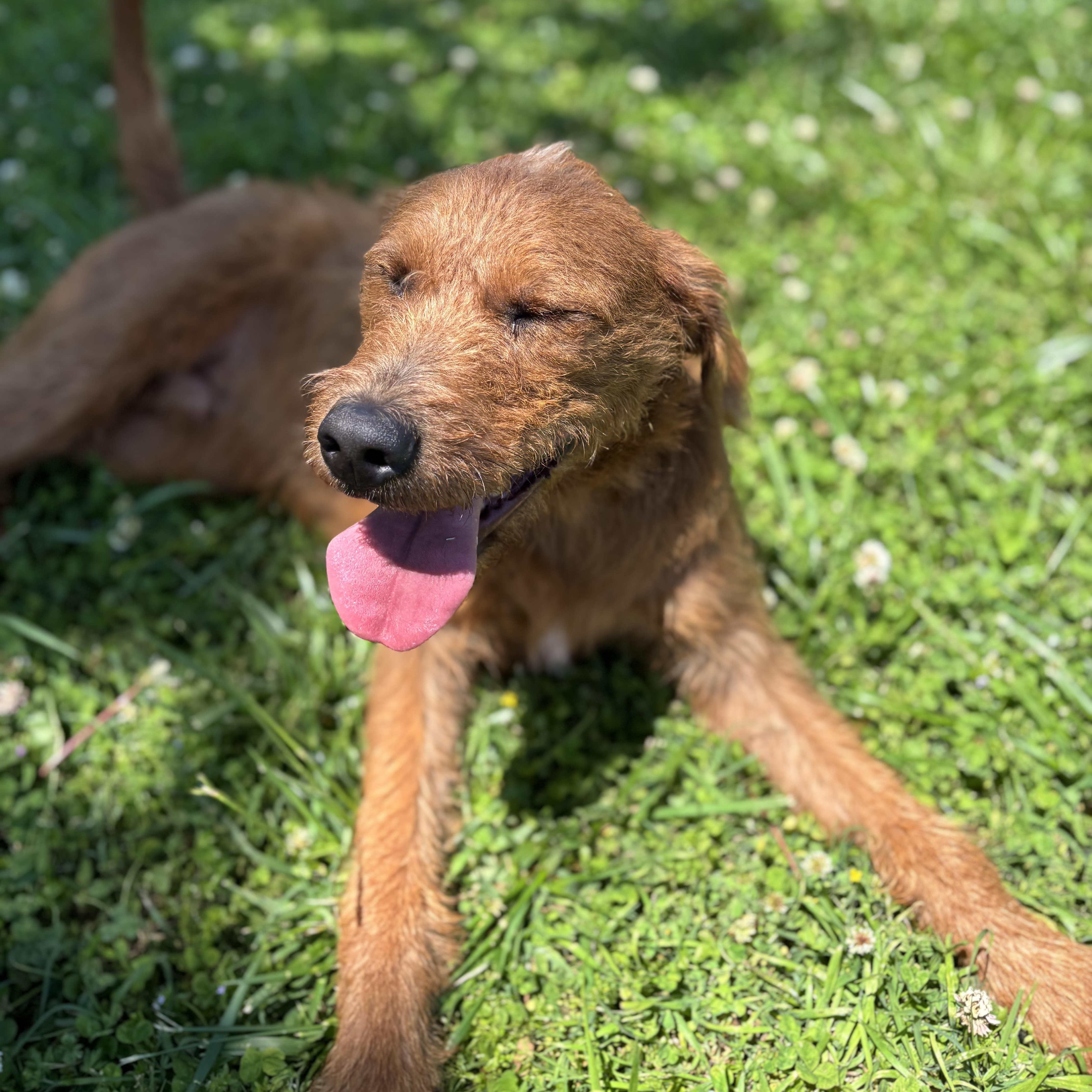 Enlarge Oliver, an adopted Terrier in Lowell, AR image 3/6