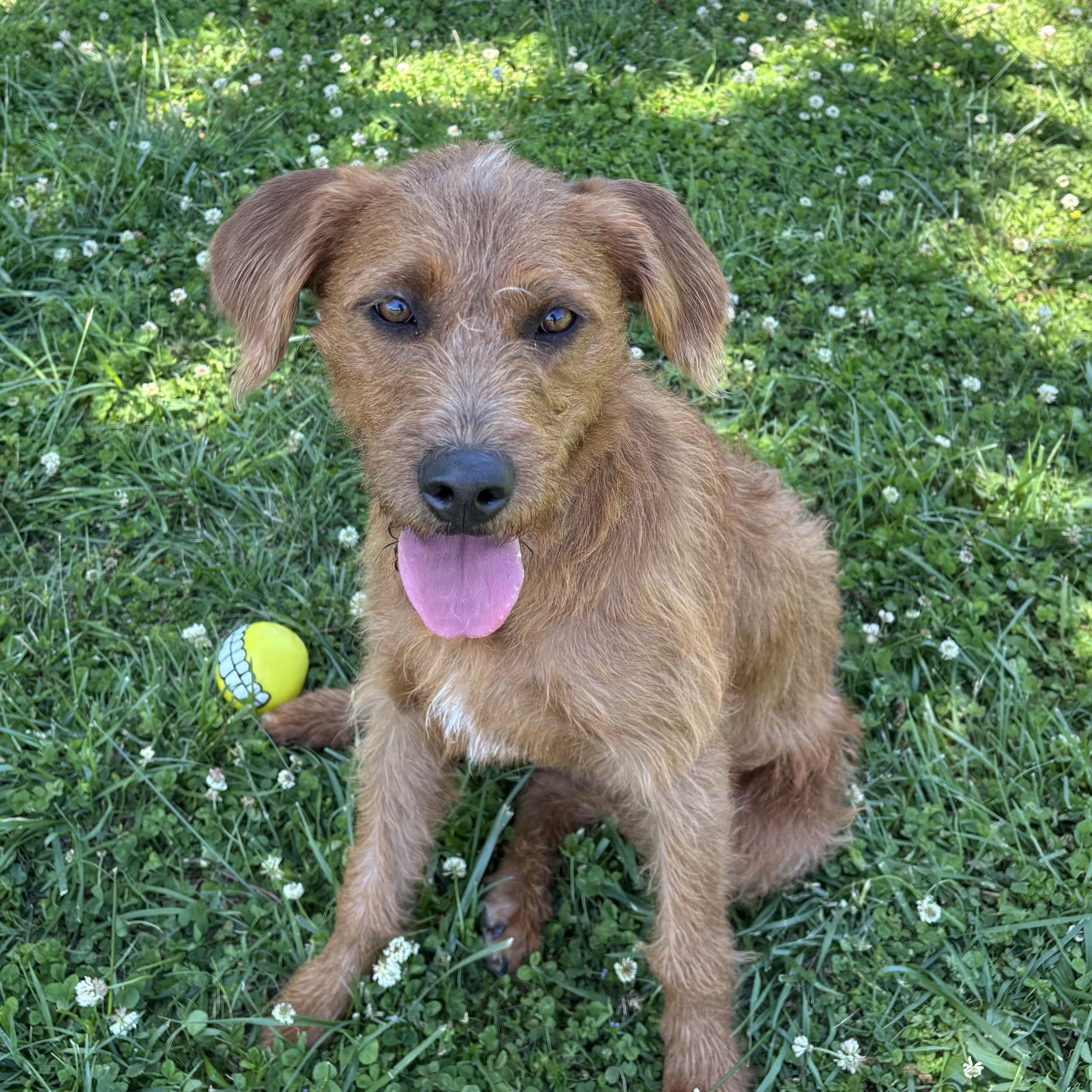 Oliver, adopted, Puppy Male Terrier.