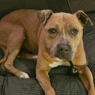 Enlarge Nina-Owner Passed Away -Senior Girl, a ADOPTABLE Bull Terrier in Egg Harbor City, NJ image 1/2