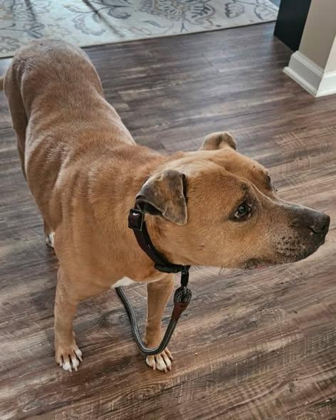 Enlarge Nina-Owner Passed Away -Senior Girl, a ADOPTABLE Bull Terrier in Egg Harbor City, NJ image 2/2