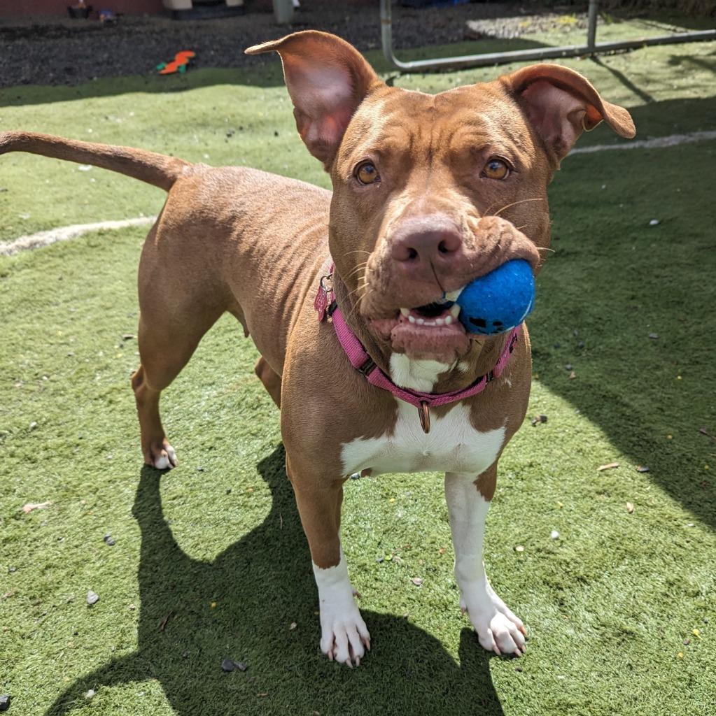 Ruby, Adoptable, Adult Female Pit Bull Terrier.