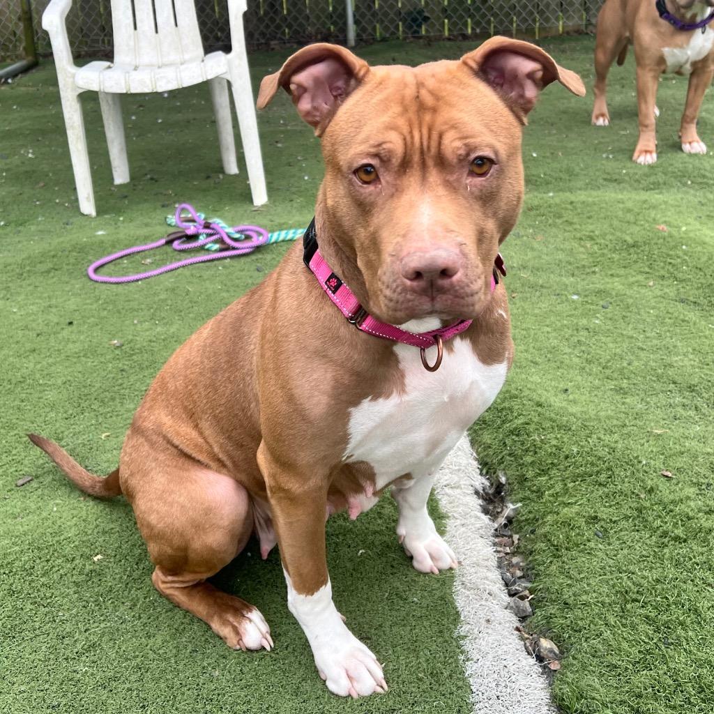 Ruby, a Adoptable Pit Bull Terrier in Aberdeen, WA image 3/6
