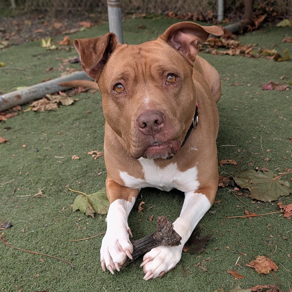 Enlarge Ruby, a Adoptable Pit Bull Terrier in Aberdeen, WA image 4/6