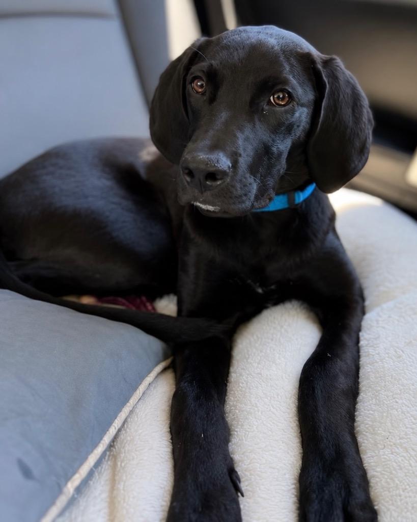Enlarge Jackson, a Adoptable mixed breed in Reno, NV image 1/2