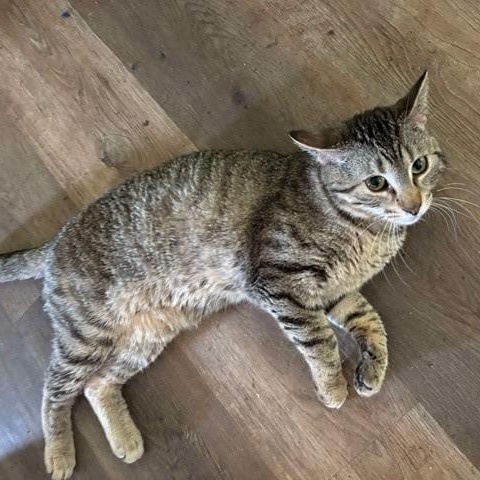 Enlarge Aladdin, an adoptable Domestic Short Hair in Pekin, IL image 2/2