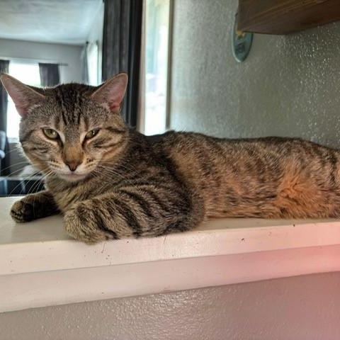 Aladdin, adoptable, Adult Male Domestic Short Hair.