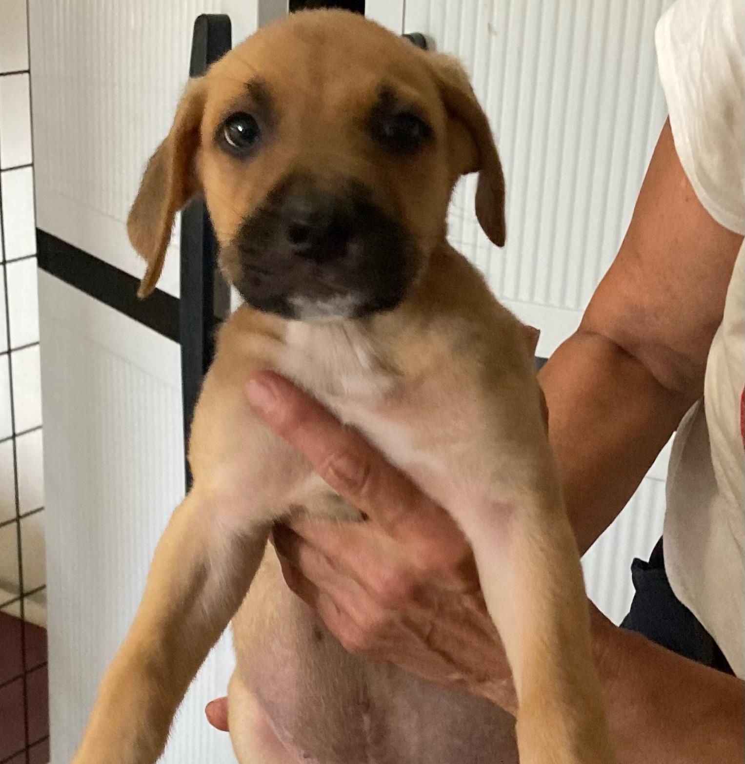 Skipper, an adopted Mountain Cur & Labrador Retriever Mix in Traverse City, MI_image-1