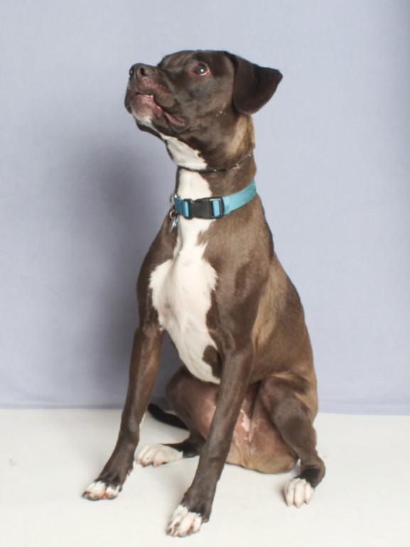 Enlarge MOZZY, a Adoptable Pit Bull Terrier in Burbank, CA image 1/1
