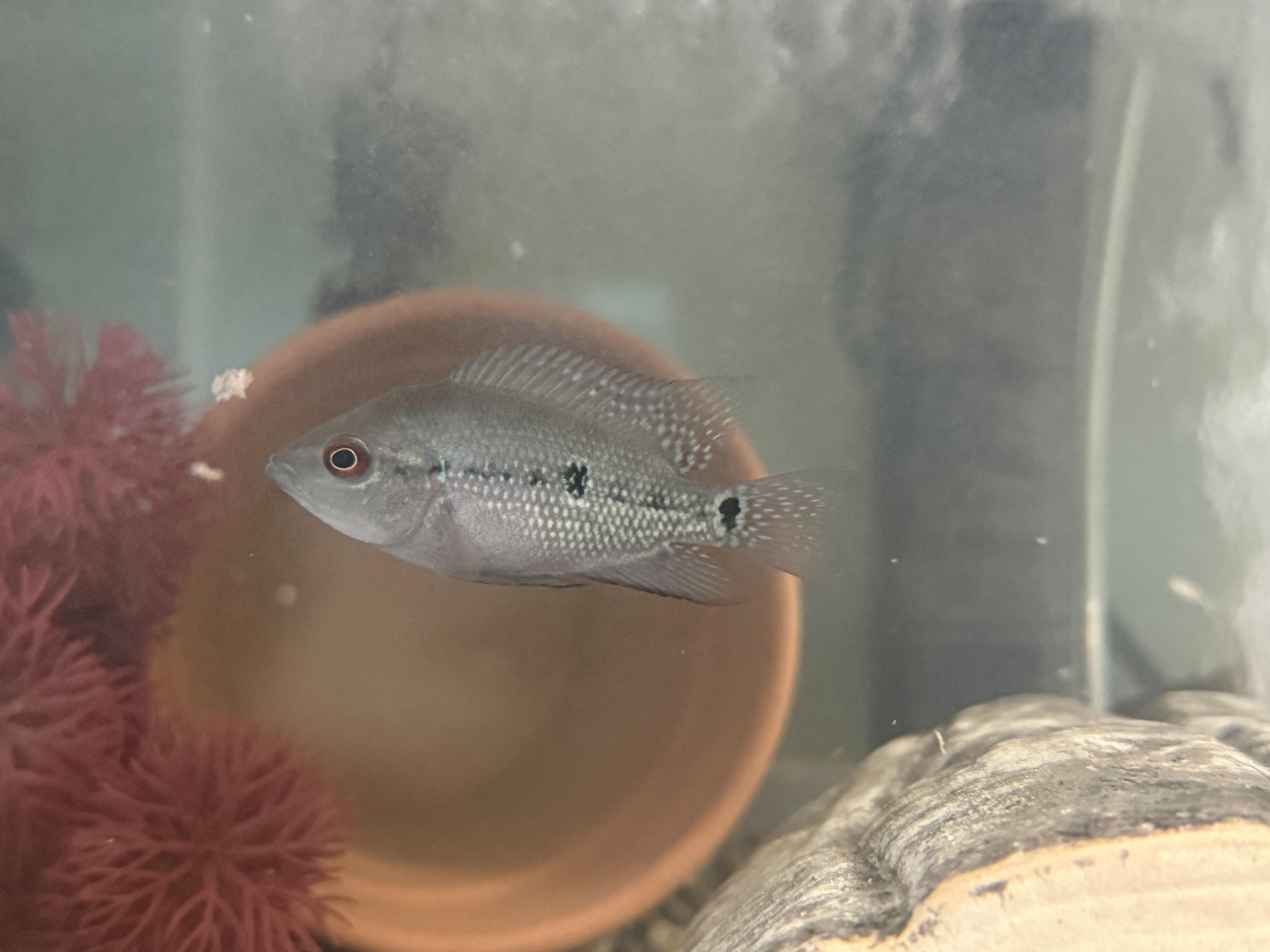 Celine (Flowerhorn, small 2 black spots) photo 2