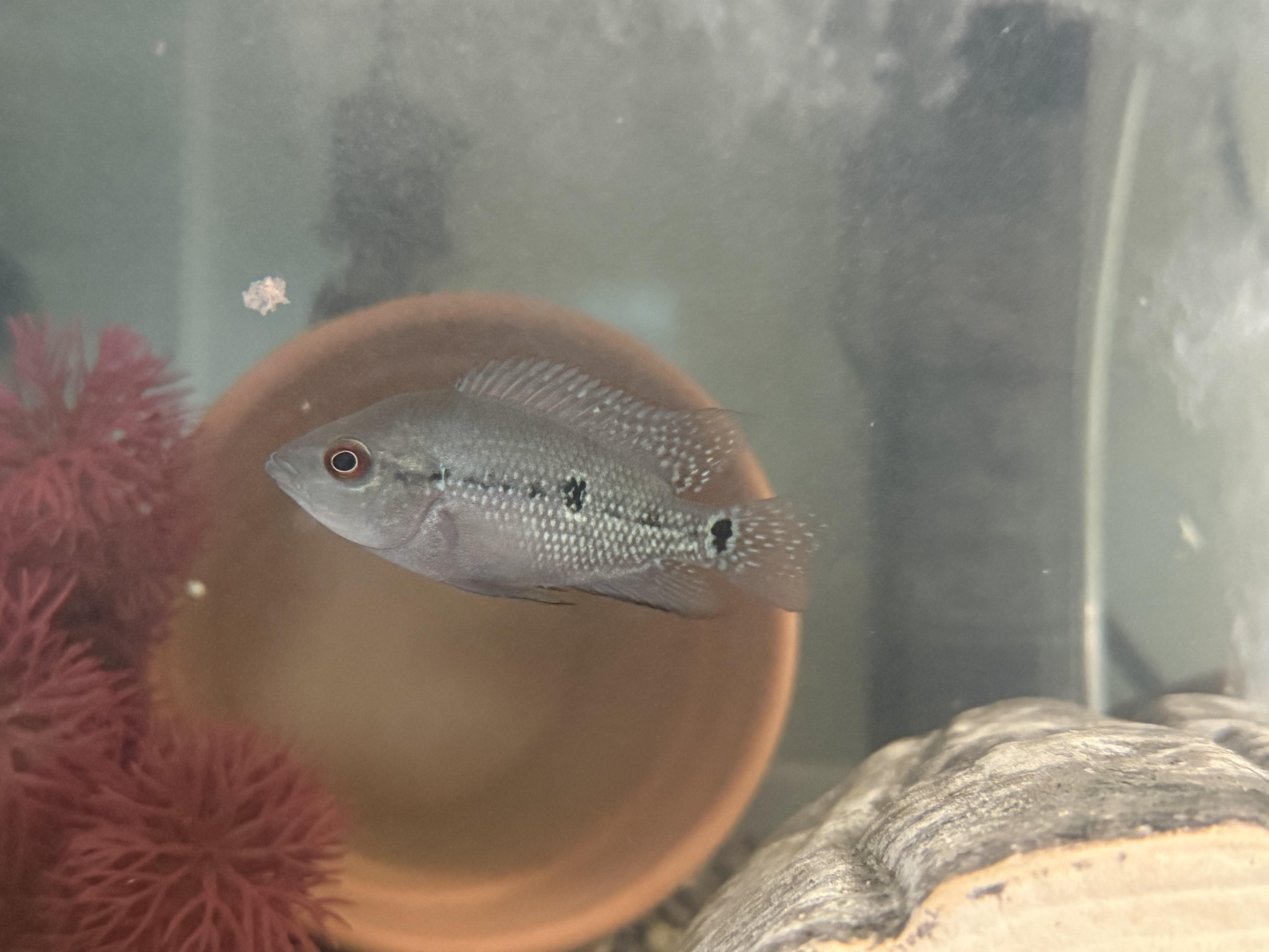 Celine (Flowerhorn, small 2 black spots) photo 3