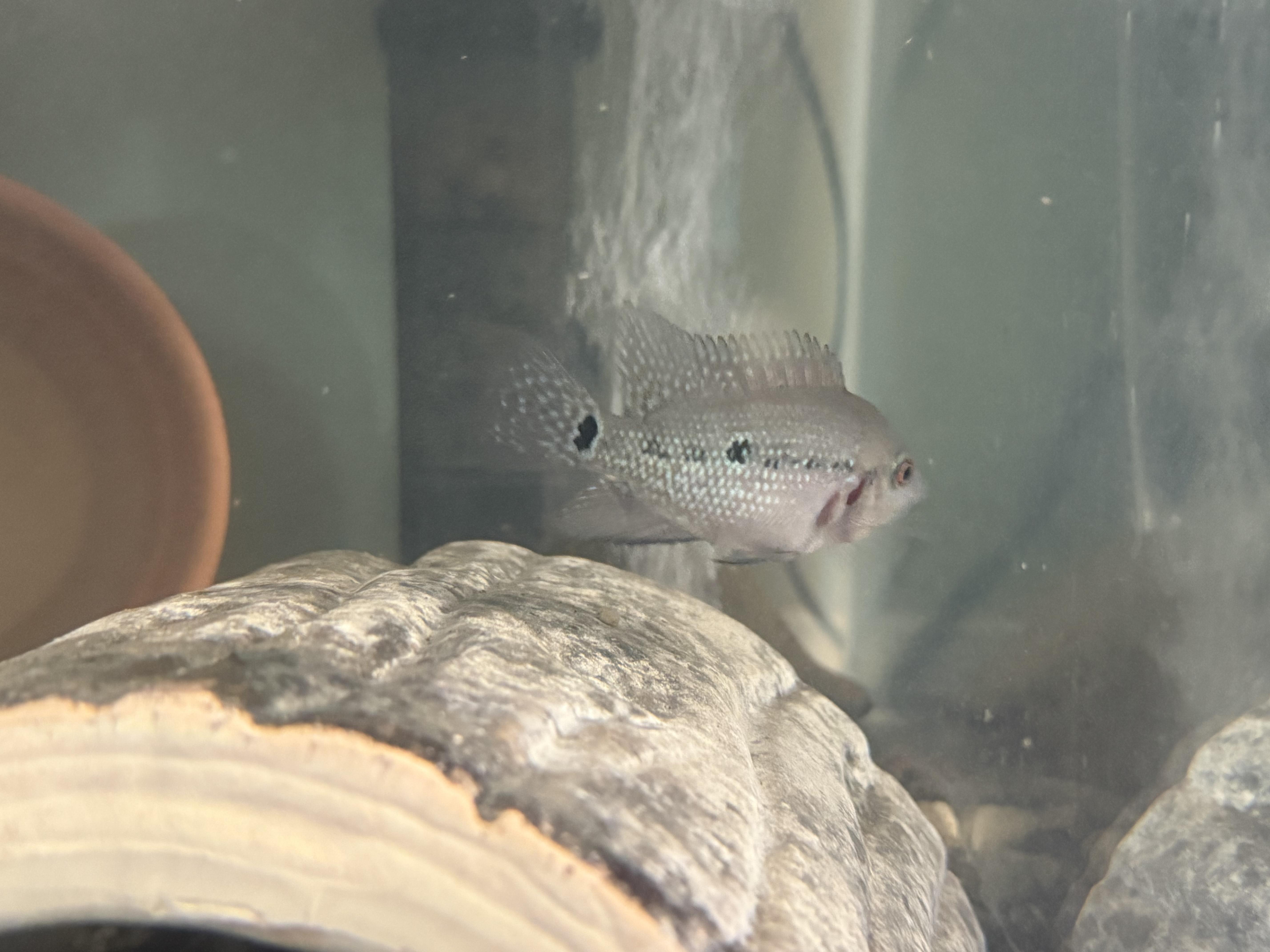 Celine (Flowerhorn, small 2 black spots), Young Unknown Freshwater Fish