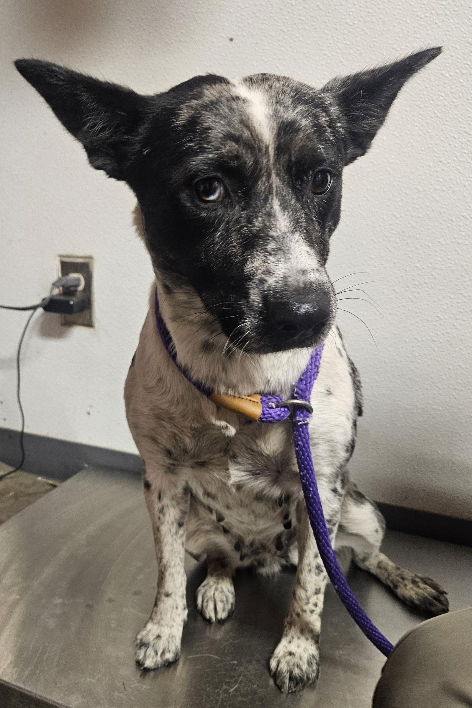Enlarge Coraline, a Adoptable Australian Cattle Dog / Blue Heeler in Las Vegas, NM image 1/1