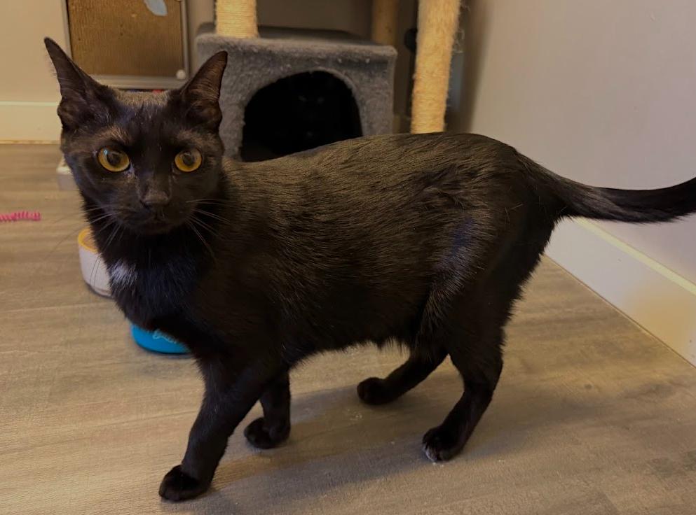 Walnut, Adoptable, Kitten Male Domestic Short Hair.