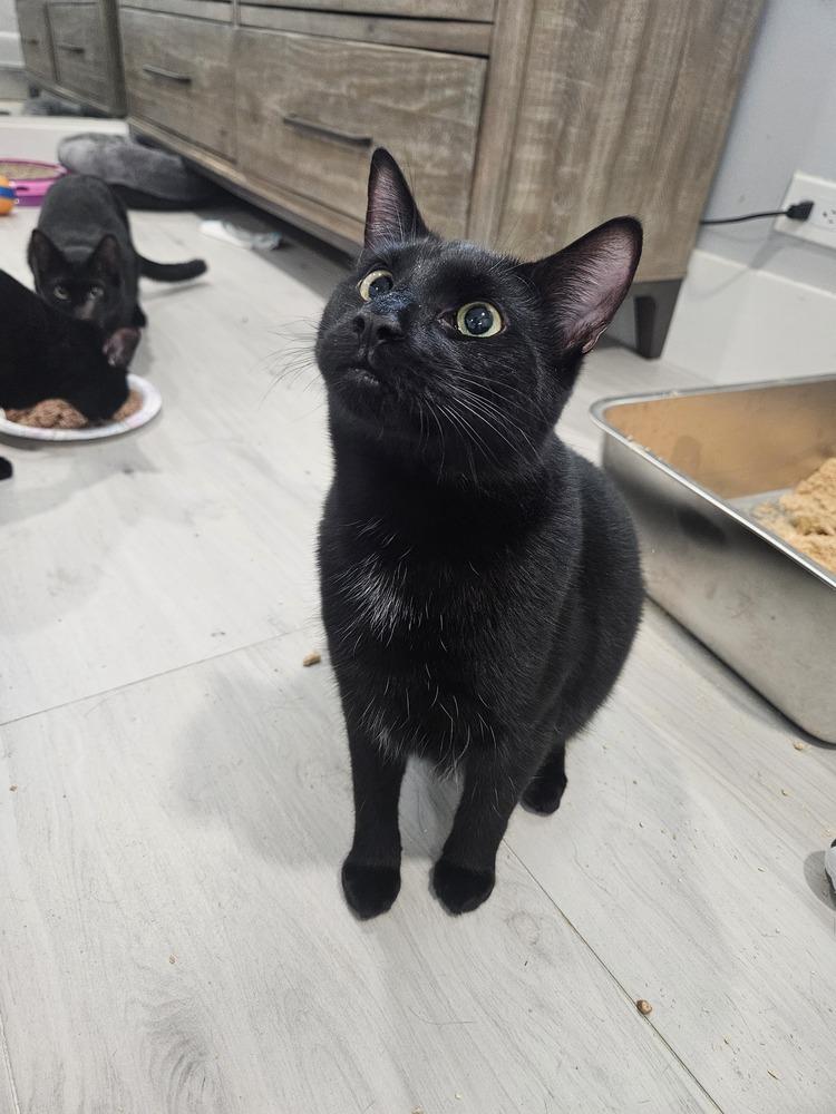 Enlarge Walnut, a Adoptable Domestic Short Hair in Hudson, NH image 2/2