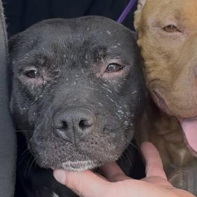 Selly — thumbnail 3