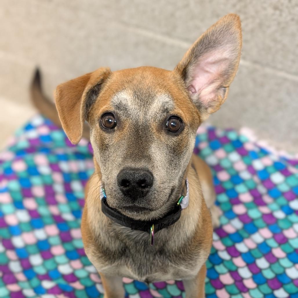 Enlarge Baby, a Adoptable Mixed Breed in Washington Township, OH image 1/6