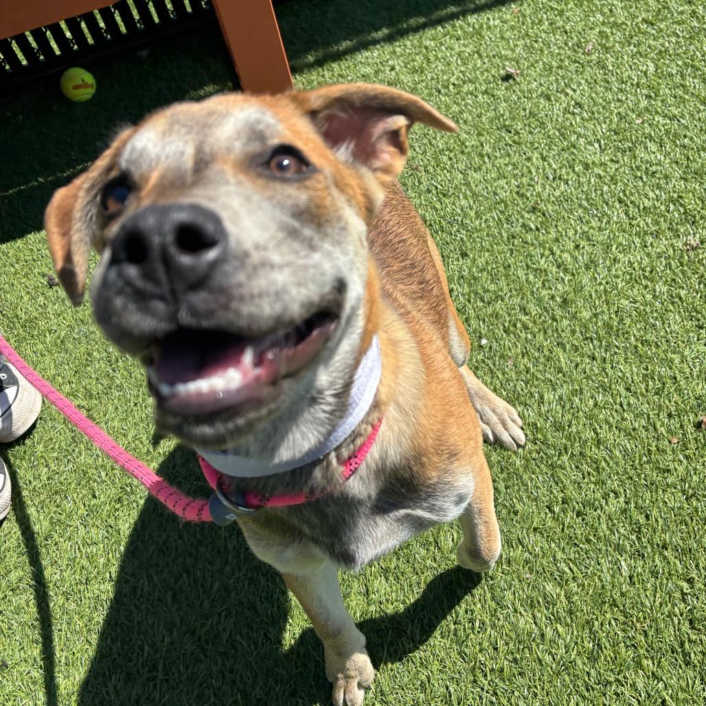 Enlarge Baby, a Adoptable Mixed Breed in Washington Township, OH image 2/6