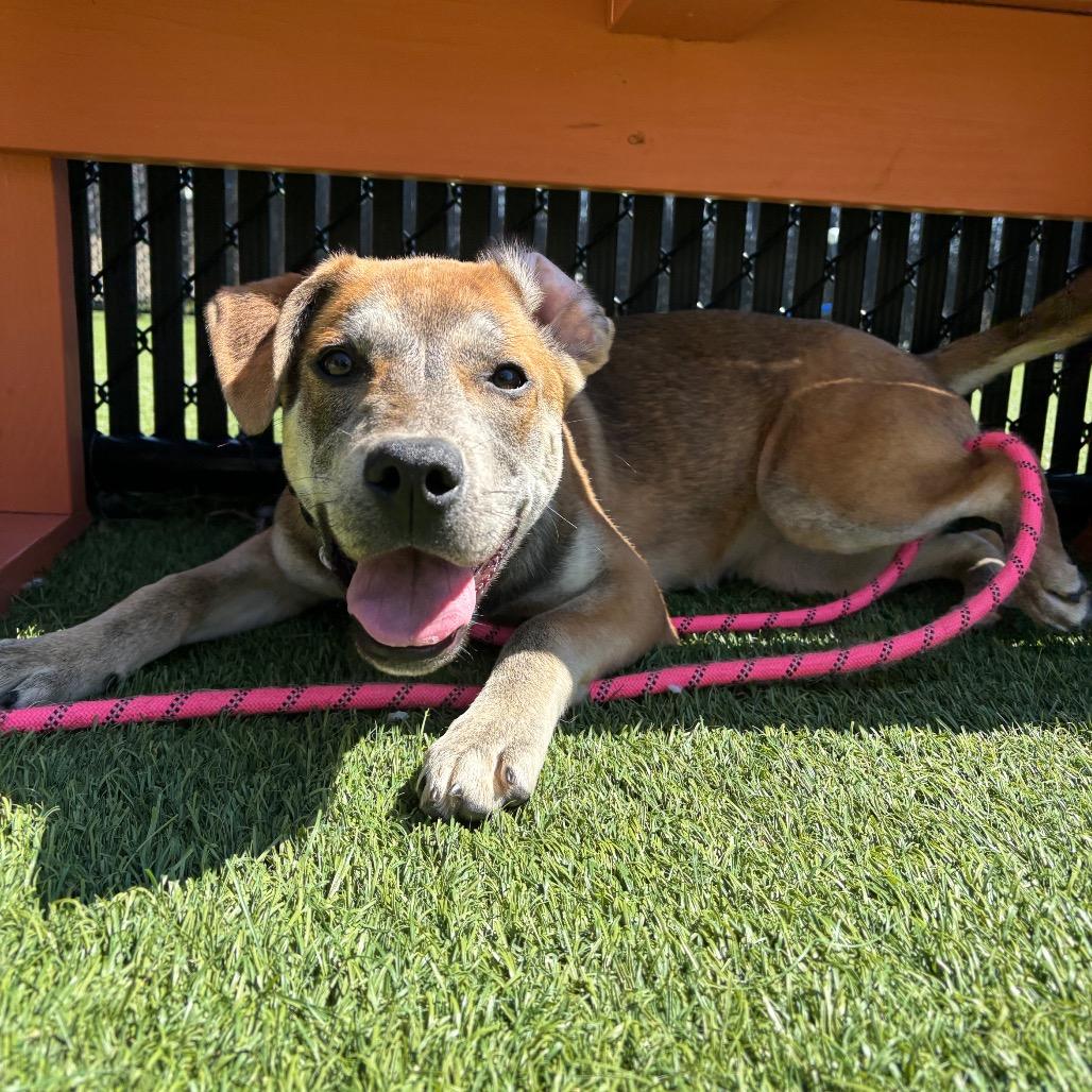 Enlarge Baby, a Adoptable Mixed Breed in Washington Township, OH image 3/6