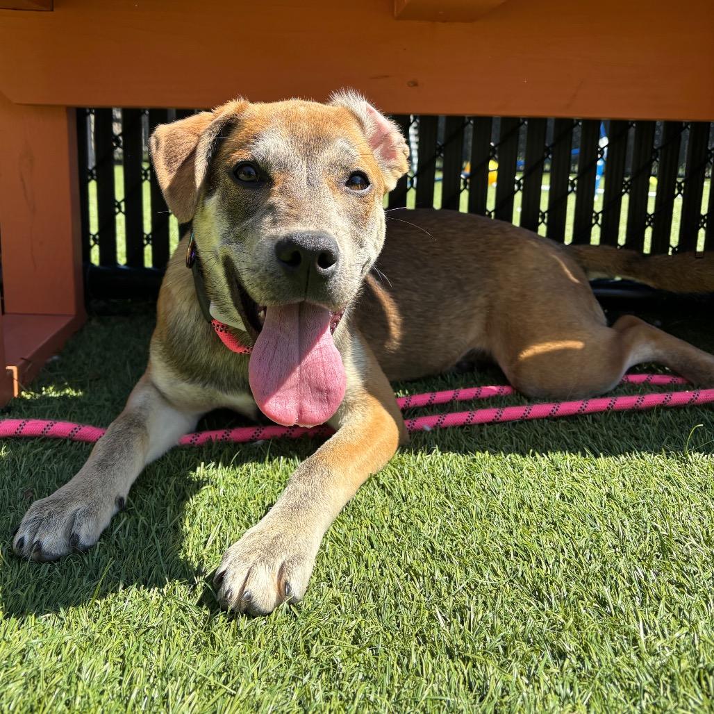Enlarge Baby, a Adoptable Mixed Breed in Washington Township, OH image 4/6