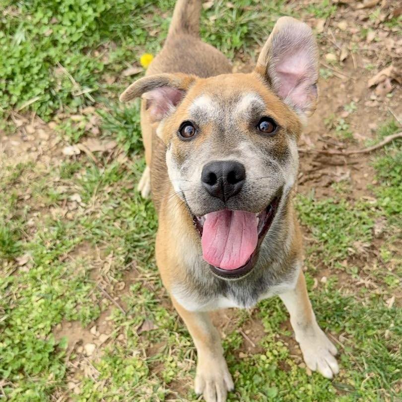 Enlarge Baby, a Adoptable Mixed Breed in Washington Township, OH image 5/6