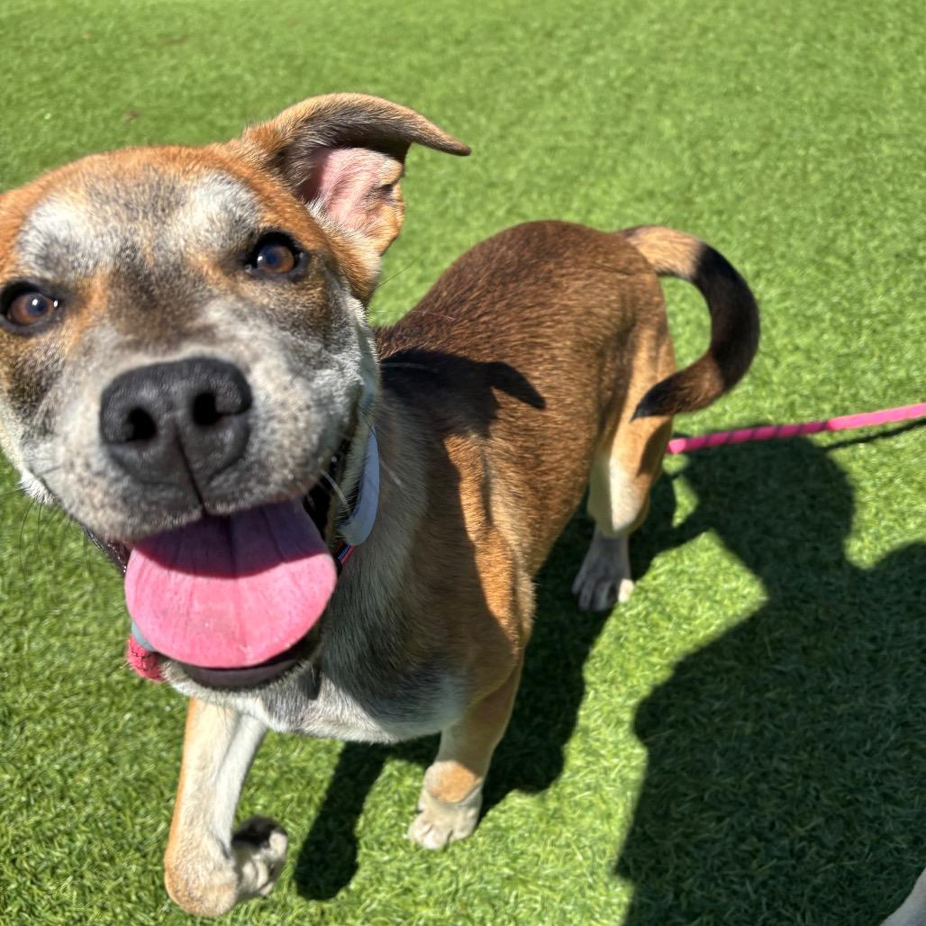 Enlarge Baby, a Adoptable Mixed Breed in Washington Township, OH image 6/6