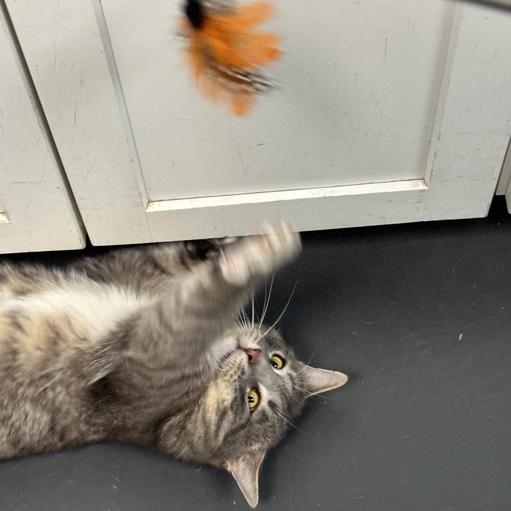 Enlarge Earl Grey, a Adoptable Domestic Short Hair in Troy, VA image 1/6