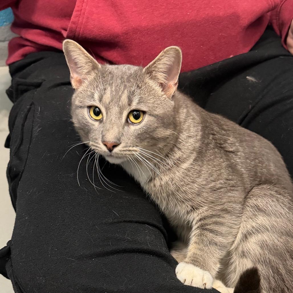 Enlarge Earl Grey, a Adoptable Domestic Short Hair in Troy, VA image 2/6