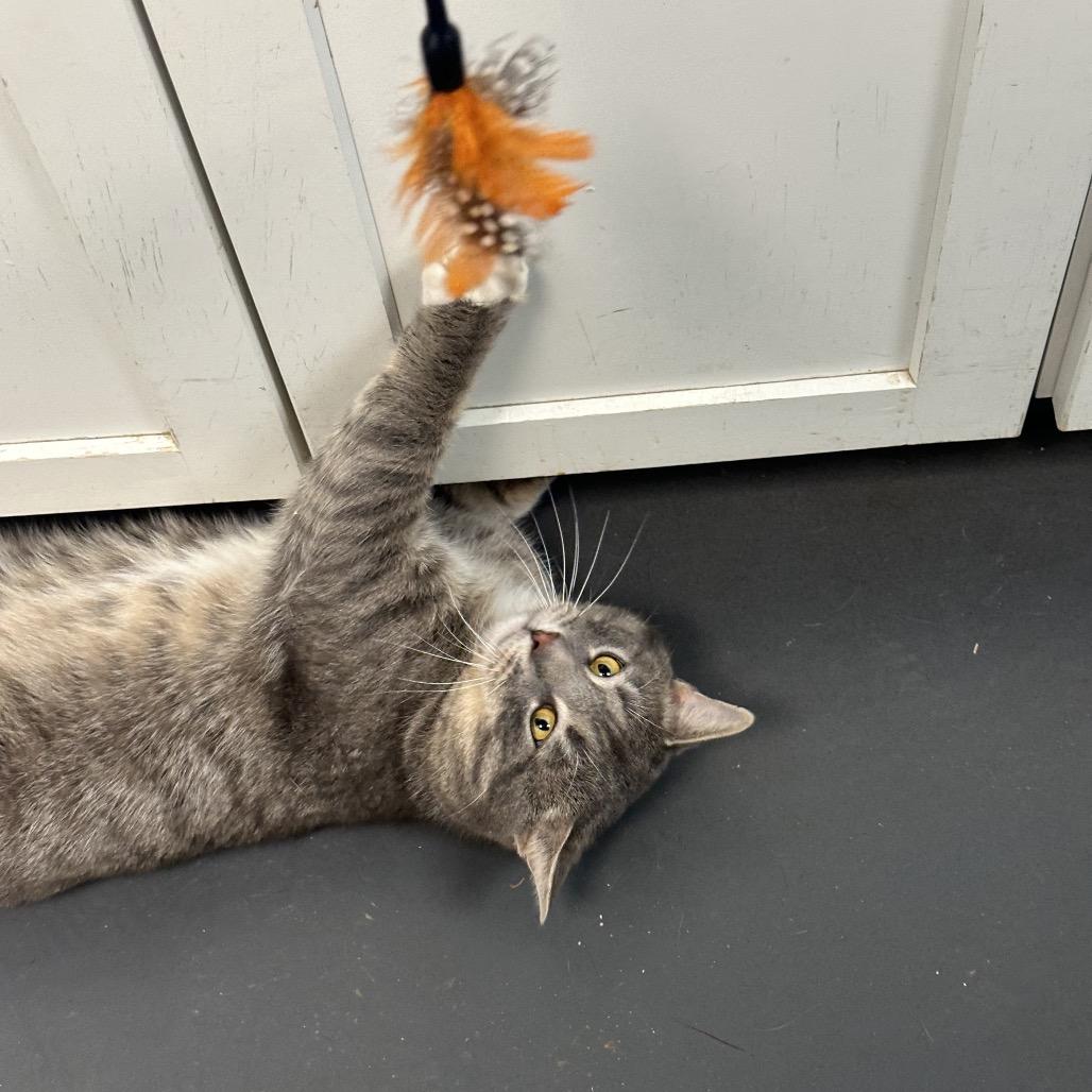 Enlarge Earl Grey, a Adoptable Domestic Short Hair in Troy, VA image 4/6