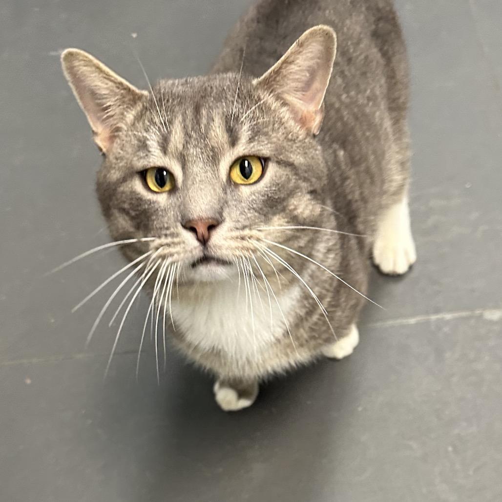 Enlarge Earl Grey, a Adoptable Domestic Short Hair in Troy, VA image 5/6